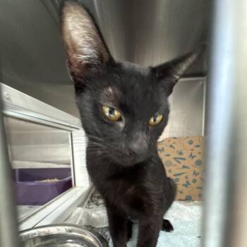Trinity -  Domestic Short Hair Cat for Adoption in Goleta, California - Trinity | PetCurious