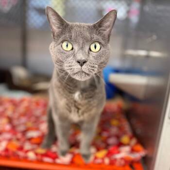 Kamora -  Domestic Short Hair Cat for Adoption in Portage, Michigan - Kamora | PetCurious