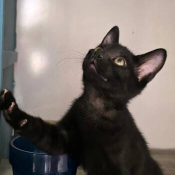 Peppercorn -  Domestic Short Hair Cat for Adoption in Fort Collins, Colorado - Peppercorn | PetCurious