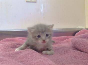 Domestic Short Hair Cats Available for Adoption in Sacramento, California - ROSALINE | PetCurious