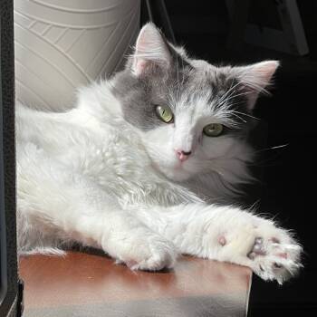 Rescue Domestic Medium Hair Cats for Adoption in Lynchburg, Virginia - Moose | PetCurious