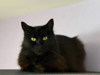 Midnight -  Domestic Long Hair Cat for Adoption in Peru, New York - Midnight | PetCurious