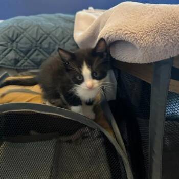 Tim Horton -  Domestic Short Hair Cat for Adoption in Incline Village, Nevada - Tim Horton | PetCurious