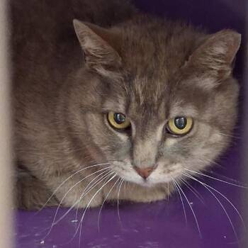 Greyby -  Domestic Short Hair Cat for Adoption in Denver, Colorado - Greyby | PetCurious
