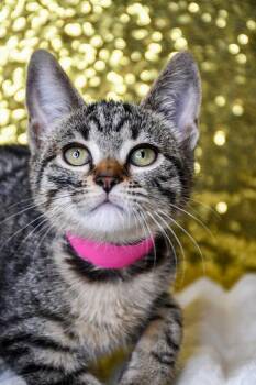 Susie -  Domestic Short Hair Cat for Adoption in Yakima, Washington - Susie | PetCurious