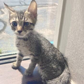 Cortez -  Domestic Short Hair Cat for Adoption in Tulsa, Oklahoma - Cortez | PetCurious