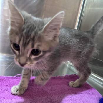 Domestic Short Hair Cats Available for Adoption in Davenport, Iowa - Anivia | PetCurious