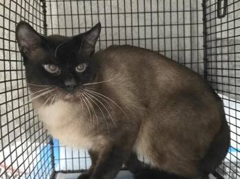Siamese Cats Available for Adoption in Fort Lauderdale, Florida - A2475495 | PetCurious