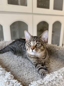Rascal -  Domestic Short Hair Cat for Adoption in Ilderton, Ontario - Rascal | PetCurious
