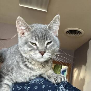 Marvin -  Domestic Short Hair Cat for Adoption in Grand Junction, Colorado - Marvin | PetCurious
