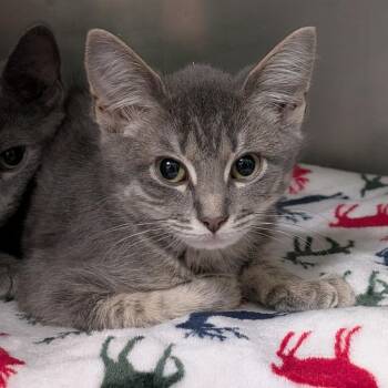 Carly Rae -  Domestic Short Hair Cat Available for Adoption in Titusville, Florida - Carly Rae | PetCurious