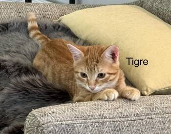Tigre -  Domestic Short Hair Cat for Adoption in Topsham, Maine - Tigre | PetCurious