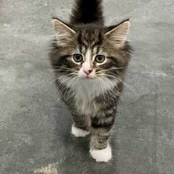 Farrah -  Domestic Medium Hair Cat Available for Adoption in Fairmont, West Virginia - Farrah | PetCurious
