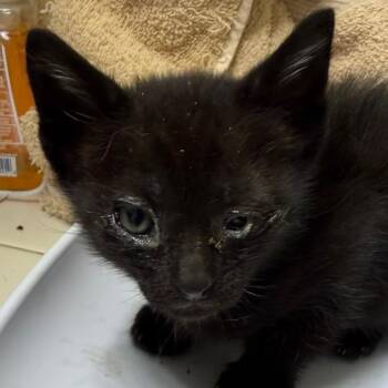 Simon -  Domestic Short Hair Cat for Adoption in Klamath Falls, Oregon - Simon | PetCurious