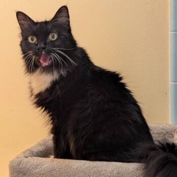 Betty -  Domestic Medium Hair Cat for Adoption in Orlando, Florida - Betty | PetCurious