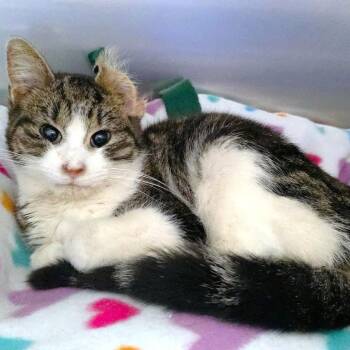 Domestic Short Hair Cats Available for Adoption in Michigan City, Indiana - Sangria | PetCurious