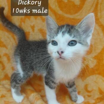 Dickory -  Domestic Short Hair Cat for Adoption in New Tazewell, Tennessee - Dickory | PetCurious