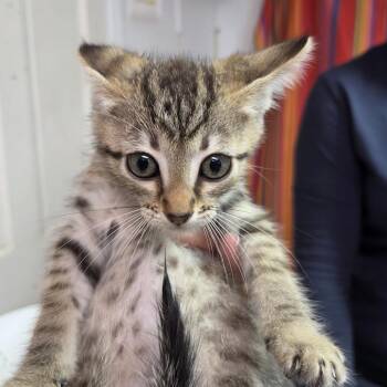 Davidson -  Domestic Short Hair Cat for Adoption in Leander, Texas - Davidson | PetCurious