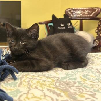 Arya -  Domestic Short Hair Cat for Adoption in Columbia, Missouri - Arya | PetCurious
