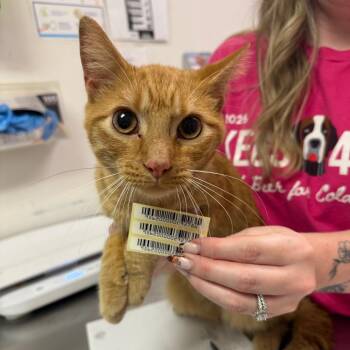 Red Delicious -  Domestic Medium Hair Cat for Adoption in Charleston, West Virginia - Red Delicious | PetCurious