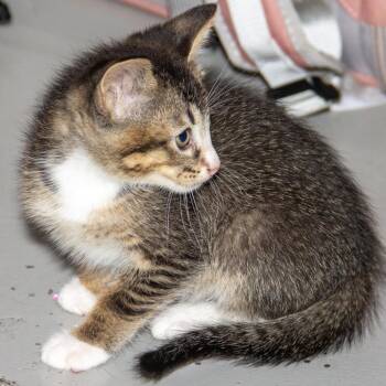 Hercules -  Domestic Short Hair Cat for Adoption in Wichita, Kansas - Hercules | PetCurious