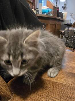 GOUDA -  Domestic Long Hair Cat for Adoption in Broomfield, Colorado - GOUDA | PetCurious