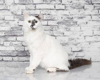 Turkish Angora and Domestic Medium Hair Cats Available for Adoption in Tuscaloosa, Alabama - Sammy D | PetCurious