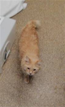 GREEN BEAN -  Domestic Medium Hair and Domestic Short Hair Cat for Adoption in Albuquerque, New Mexico - GREEN BEAN | PetCurious