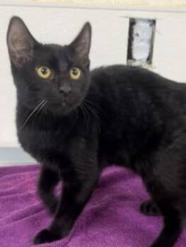 Rescue Domestic Short Hair Cats for Adoption in Shasta Lake, California - Nero | PetCurious