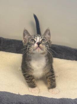 Acorn -  Domestic Short Hair Cat for Adoption in Breinigsville, Pennsylvania - Acorn | PetCurious