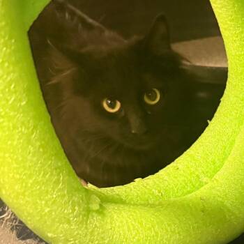 Paloma -  Domestic Short Hair Cat for Adoption in Flagstaff, Arizona - Paloma | PetCurious