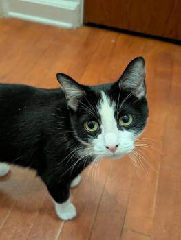 Mrs. Claws -  Domestic Short Hair Cat for Adoption in Duluth, Minnesota - Mrs. Claws | PetCurious