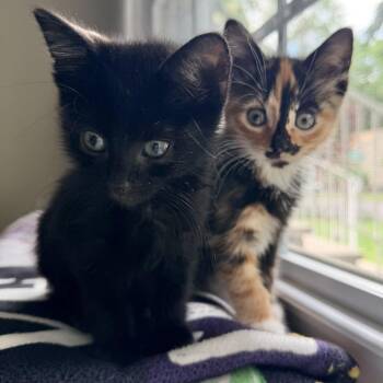 Crinkle & Meg -  Calico Cat for Adoption in Closter, New Jersey - Crinkle & Meg | PetCurious