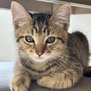Oahu -  Domestic Medium Hair Cat for Adoption in Woodinville, Washington - Oahu | PetCurious