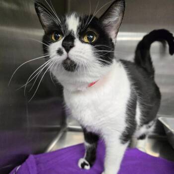 Domestic Short Hair Cats Available for Adoption - Naga | PetCurious