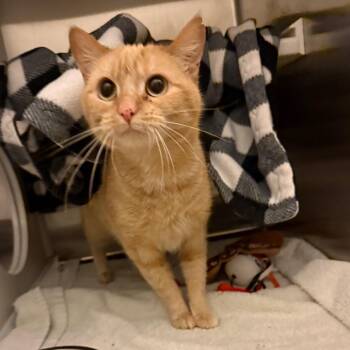 Autumn -  Domestic Short Hair Cat for Adoption in Council Bluffs, Iowa - Autumn | PetCurious