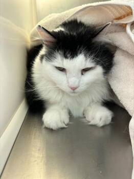 Domestic Long Hair Cats Available for Adoption - FELIX | PetCurious