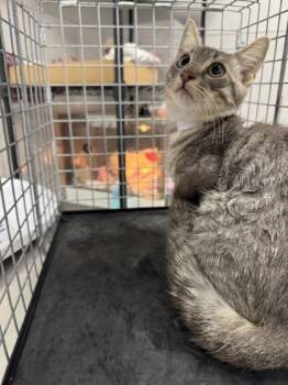 Asher -  Domestic Short Hair Cat for Adoption in Sevierville, Tennessee - Asher | PetCurious