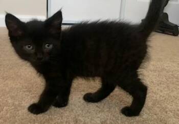 FRANKLIN -  Domestic Short Hair Cat for Adoption in Santa Cruz, California - FRANKLIN | PetCurious