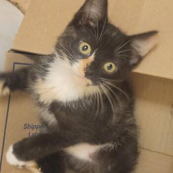 Sprite-C -  Domestic Short Hair Cat for Adoption in East St. Louis, Illinois - Sprite-C | PetCurious