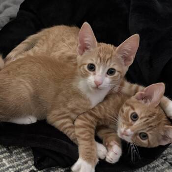 Tabby Cats Available for Adoption in Woodinville, Washington - Tommy | PetCurious
