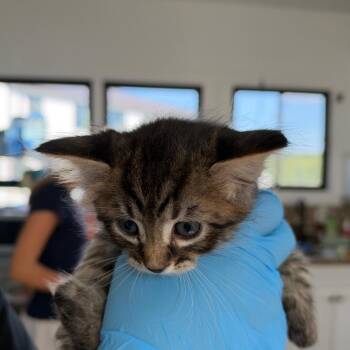 Maisie Kitten 4 -  Domestic Medium Hair Cat for Adoption in Chapel Hill, North Carolina - Maisie Kitten 4 | PetCurious