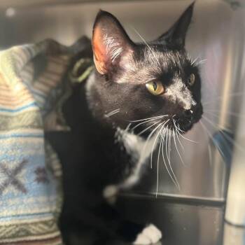 Domestic Short Hair Cats Available for Adoption in Milan, Illinois - Newt | PetCurious