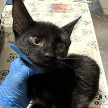 Demi -  Domestic Short Hair Cat for Adoption in Milton, Florida - Demi | PetCurious