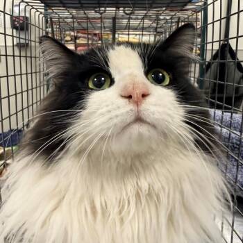 Domestic Long Hair Cats Available for Adoption in Las Cruces, New Mexico - 105832 | PetCurious