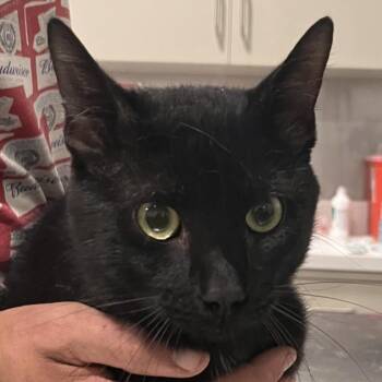 Stiles Stilinski -  Domestic Short Hair Cat for Adoption in Washburn, Missouri - Stiles Stilinski | PetCurious
