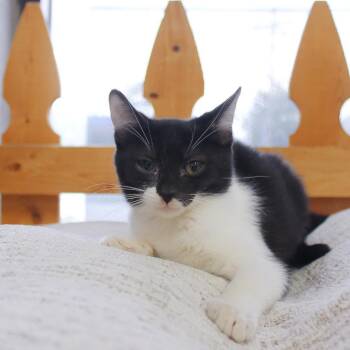 Piper -  Domestic Short Hair Cat for Adoption in Wayne, New Jersey - Piper | PetCurious