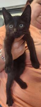 Mortar -  Domestic Short Hair Cat for Adoption in Republic, Missouri - Mortar | PetCurious