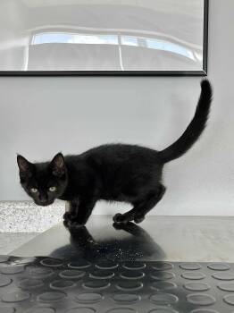 Rescue Domestic Short Hair Cats for Adoption in Blaine, Minnesota - Licorice | PetCurious