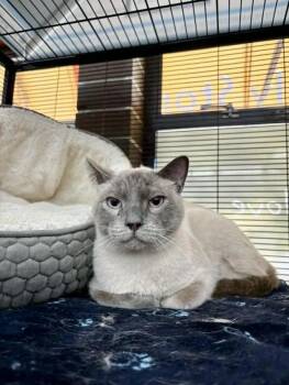 Kaito -  Siamese Cat for Adoption in Burnaby, British Columbia - Kaito | PetCurious